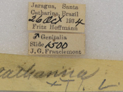 label view of adult Toulgoetigia catharina