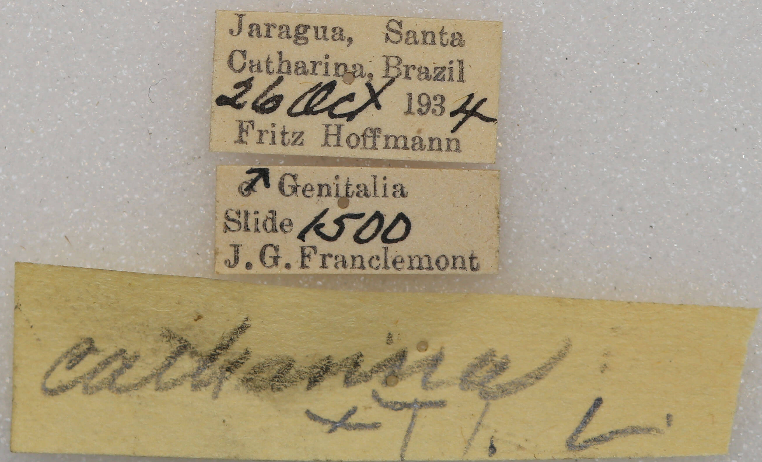 label view of adult Toulgoetigia catharina