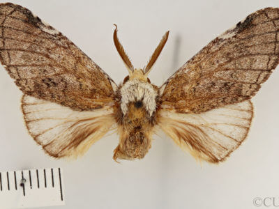 dorsal view of adult Toulgoetigia catharina