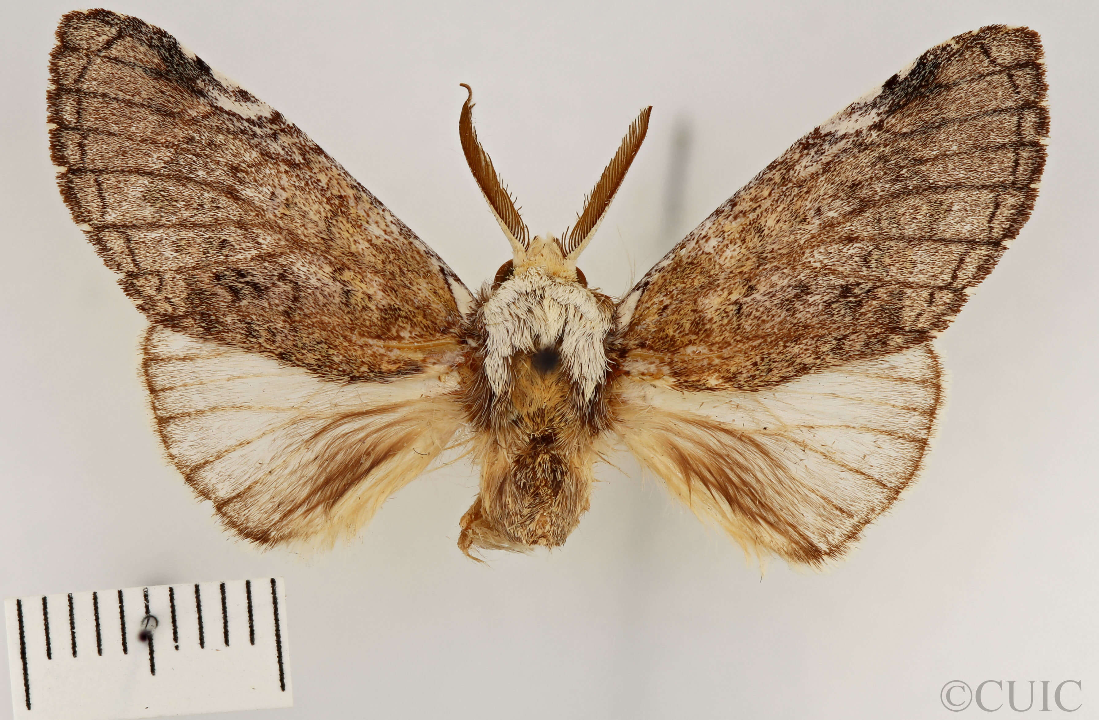 dorsal view of adult Toulgoetigia catharina