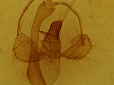 genitalia view of adult Toulgoetigia catharina