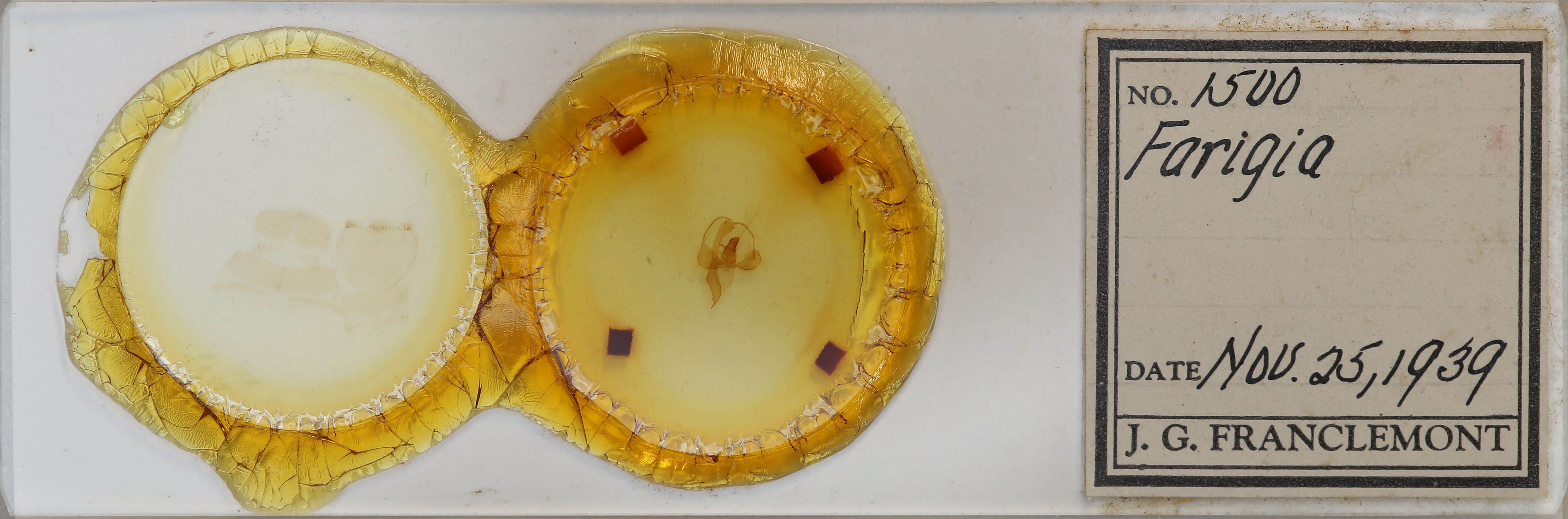 slide view of adult Toulgoetigia catharina