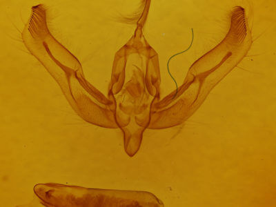 genitalia view of adult Feltia
