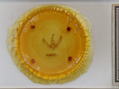 slide view of adult Feltia