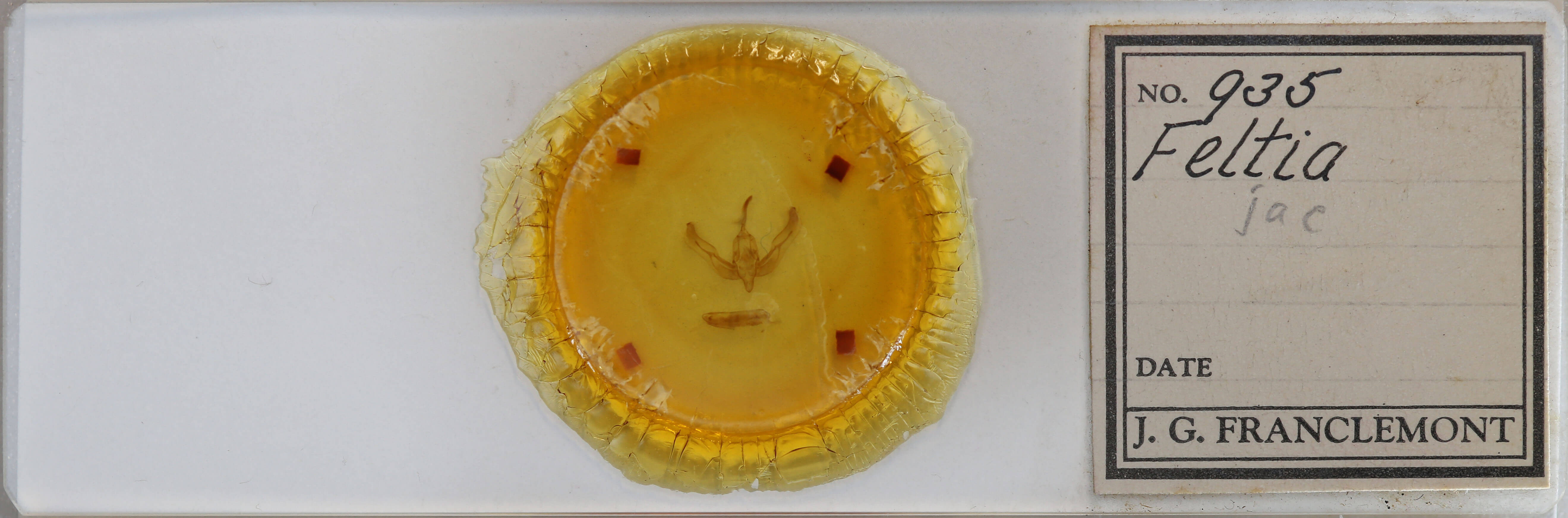 slide view of adult Feltia