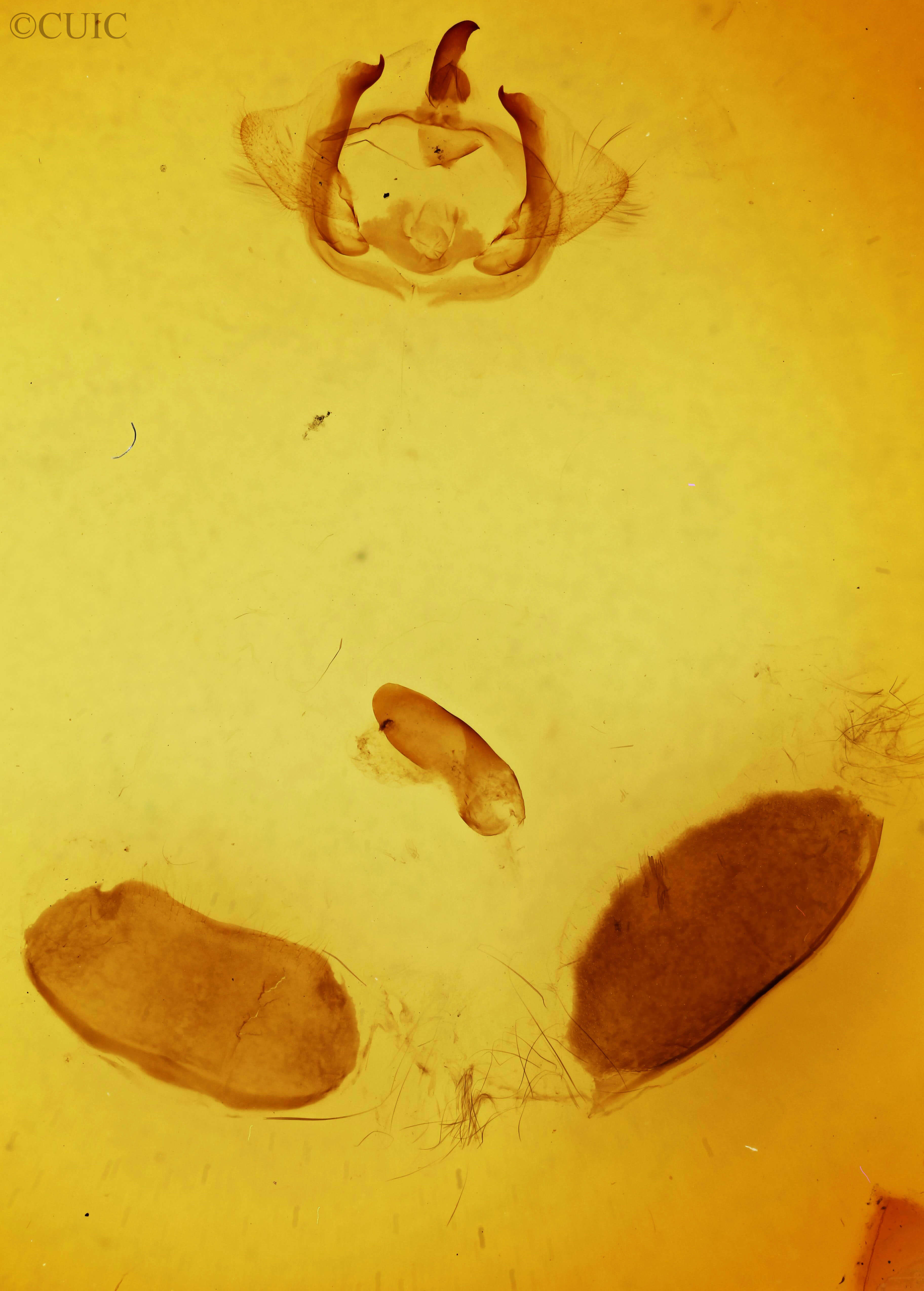 genitalia view of adult Furcula cinerea