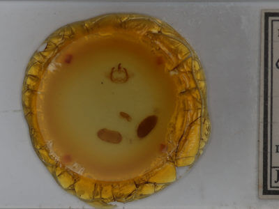 slide view of adult Furcula cinerea