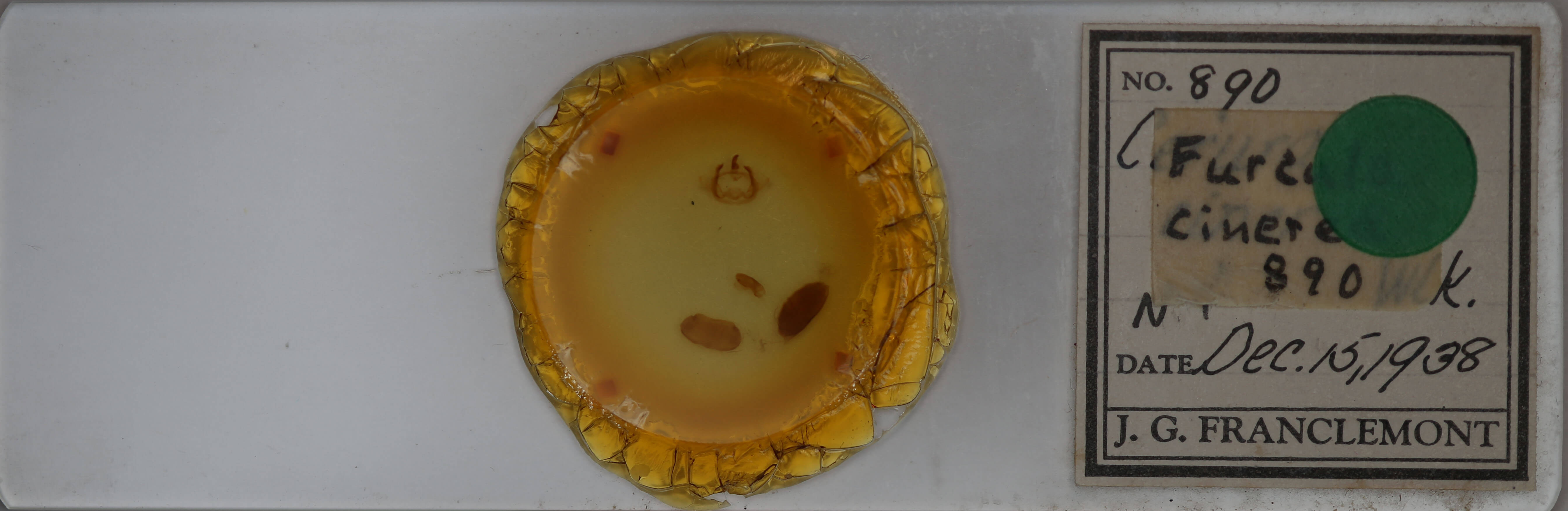 slide view of adult Furcula cinerea