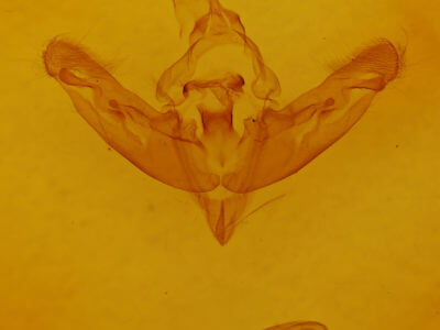 genitalia view of adult Gortyna flavago