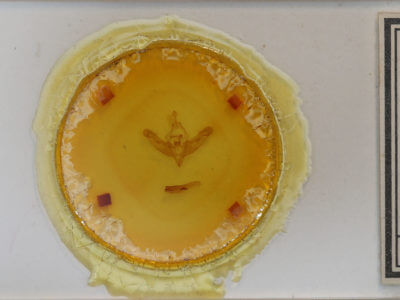 label view of adult Gortyna flavago