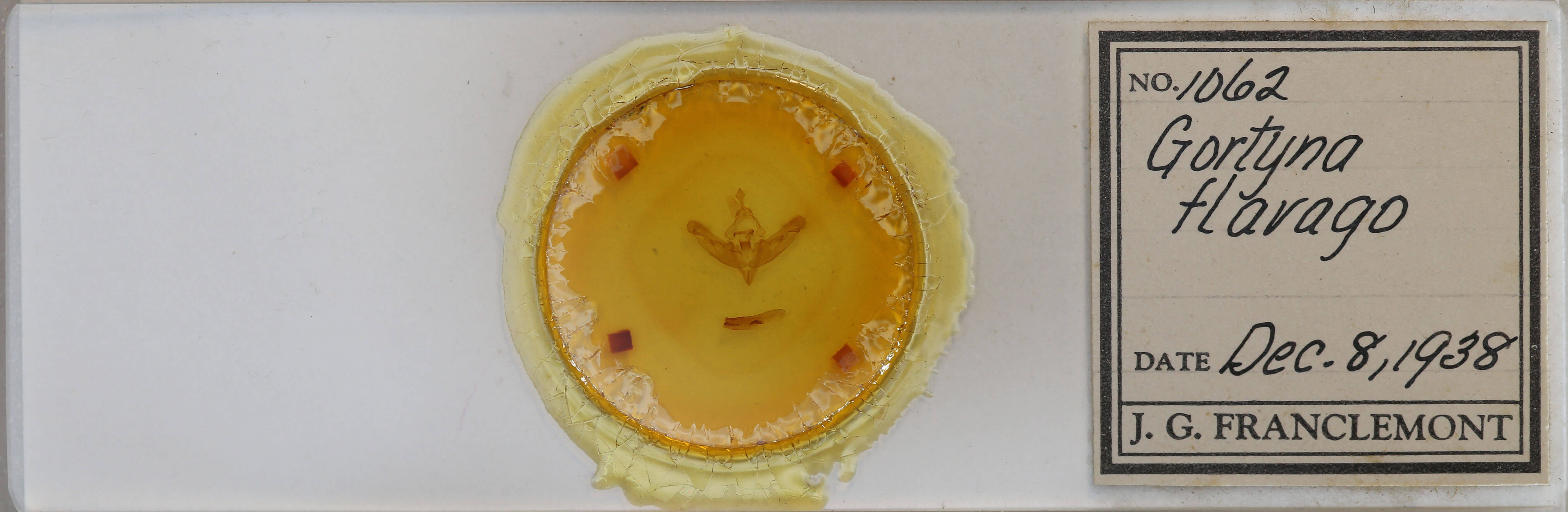 label view of adult Gortyna flavago