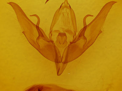 genitalia view of adult Graphiphora augur