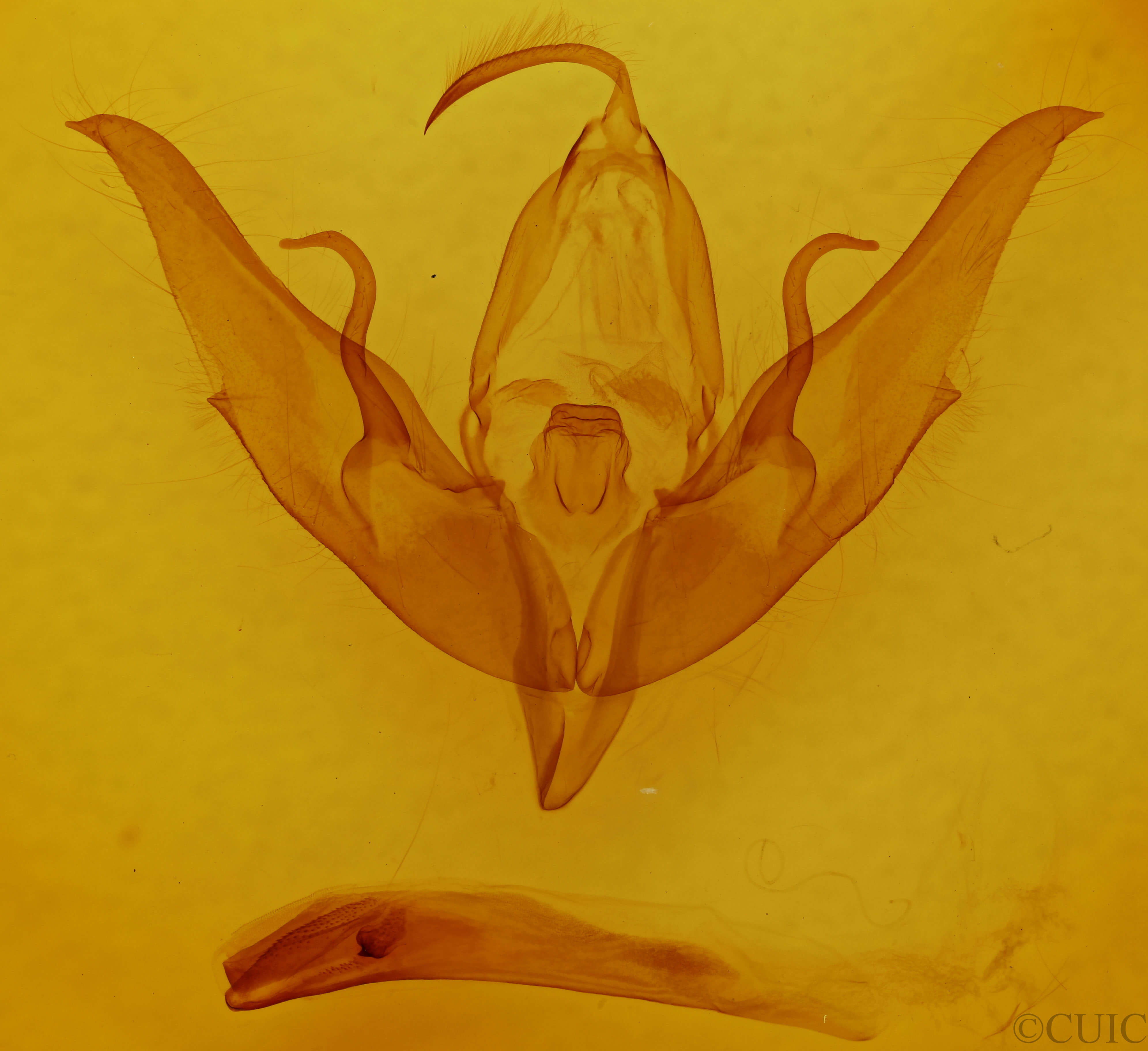 genitalia view of adult Graphiphora augur