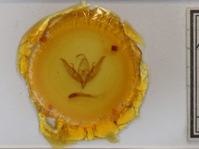 slide view of adult Graphiphora augur