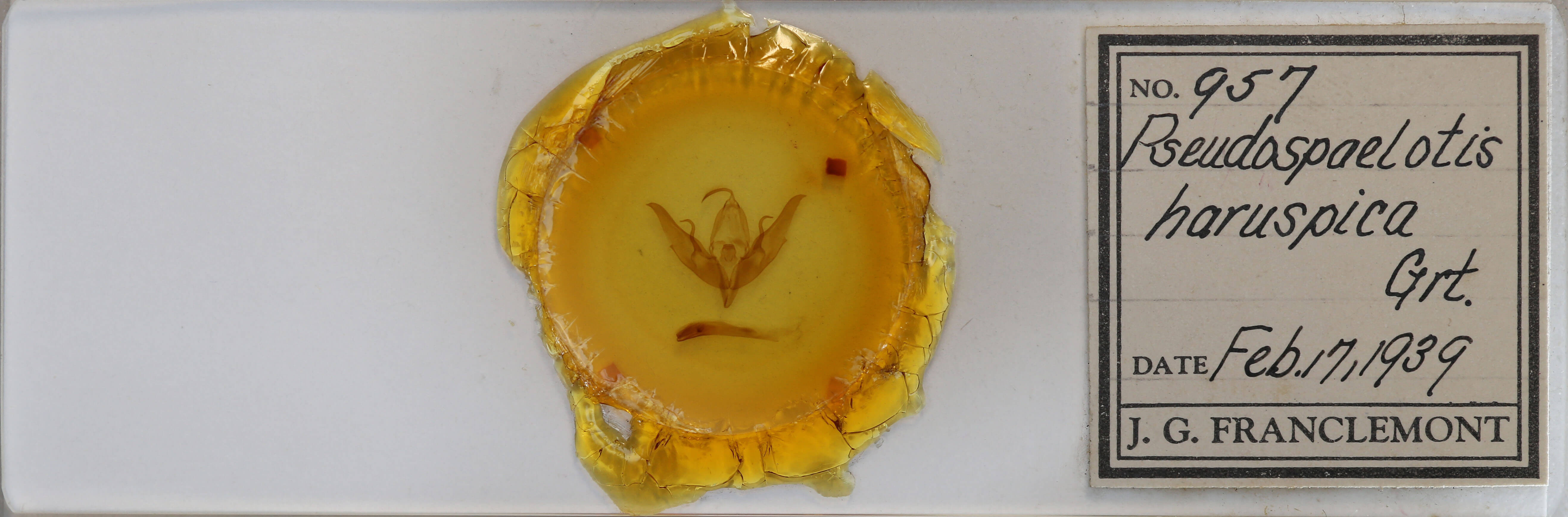 slide view of adult Graphiphora augur