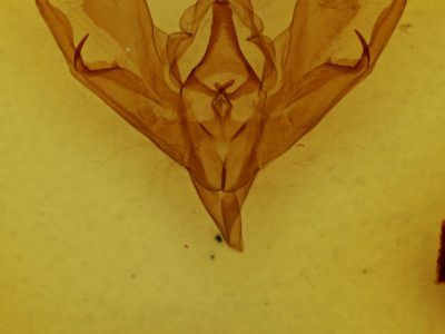 genitalia view of adult Hemicephalis sp.