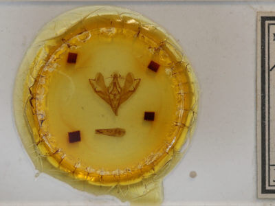 slide view of adult Hemicephalis sp.