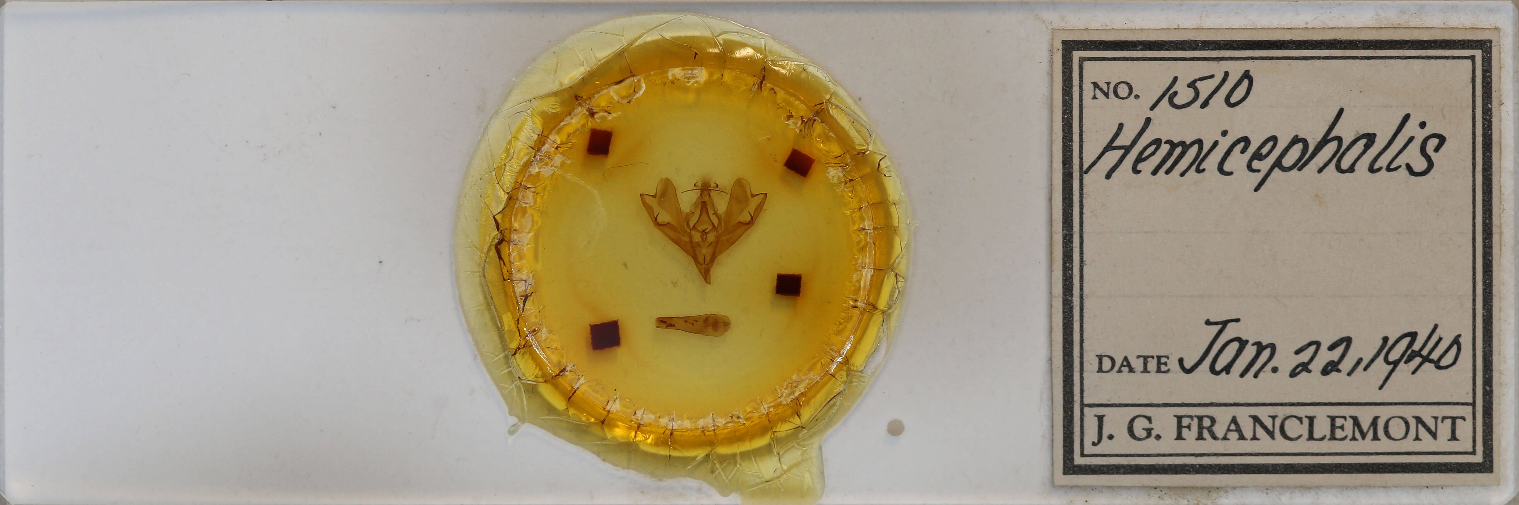 slide view of adult Hemicephalis sp.