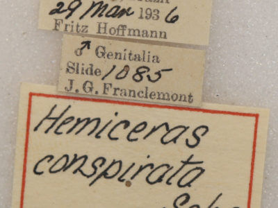 label view of adult Hemiceras conspirata