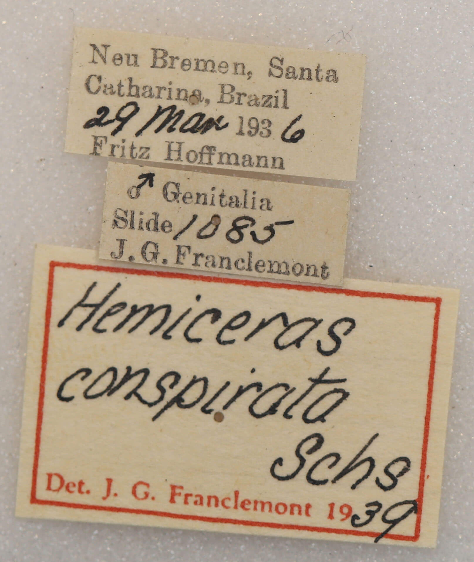label view of adult Hemiceras conspirata