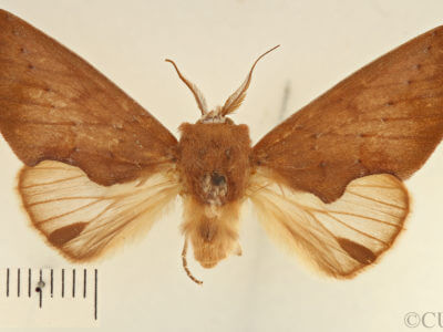 dorsal view of adult Hemiceras conspirata