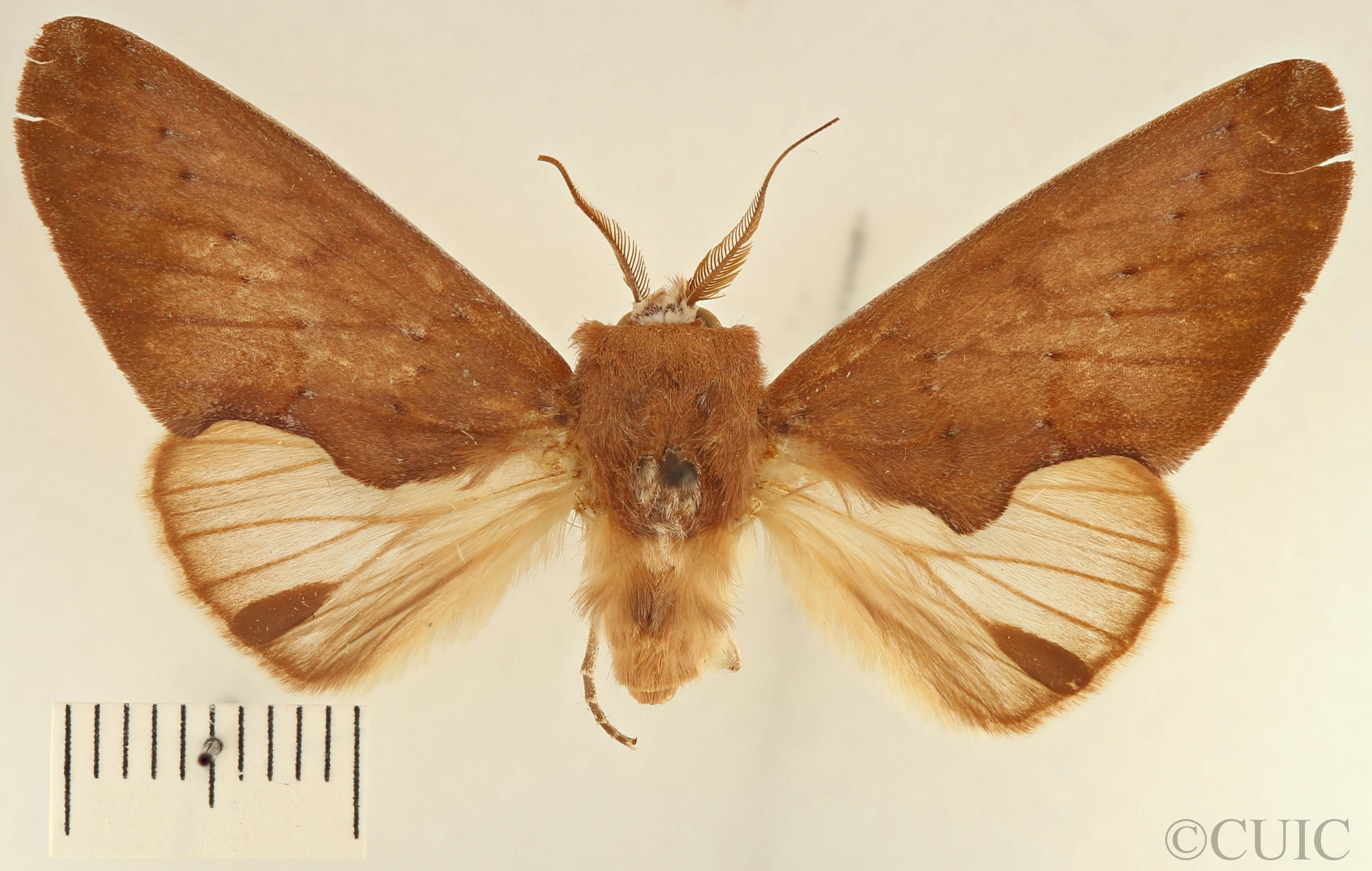 dorsal view of adult Hemiceras conspirata