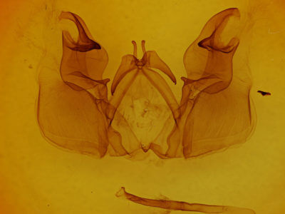 genitalia view of adult Hemiceras conspirata