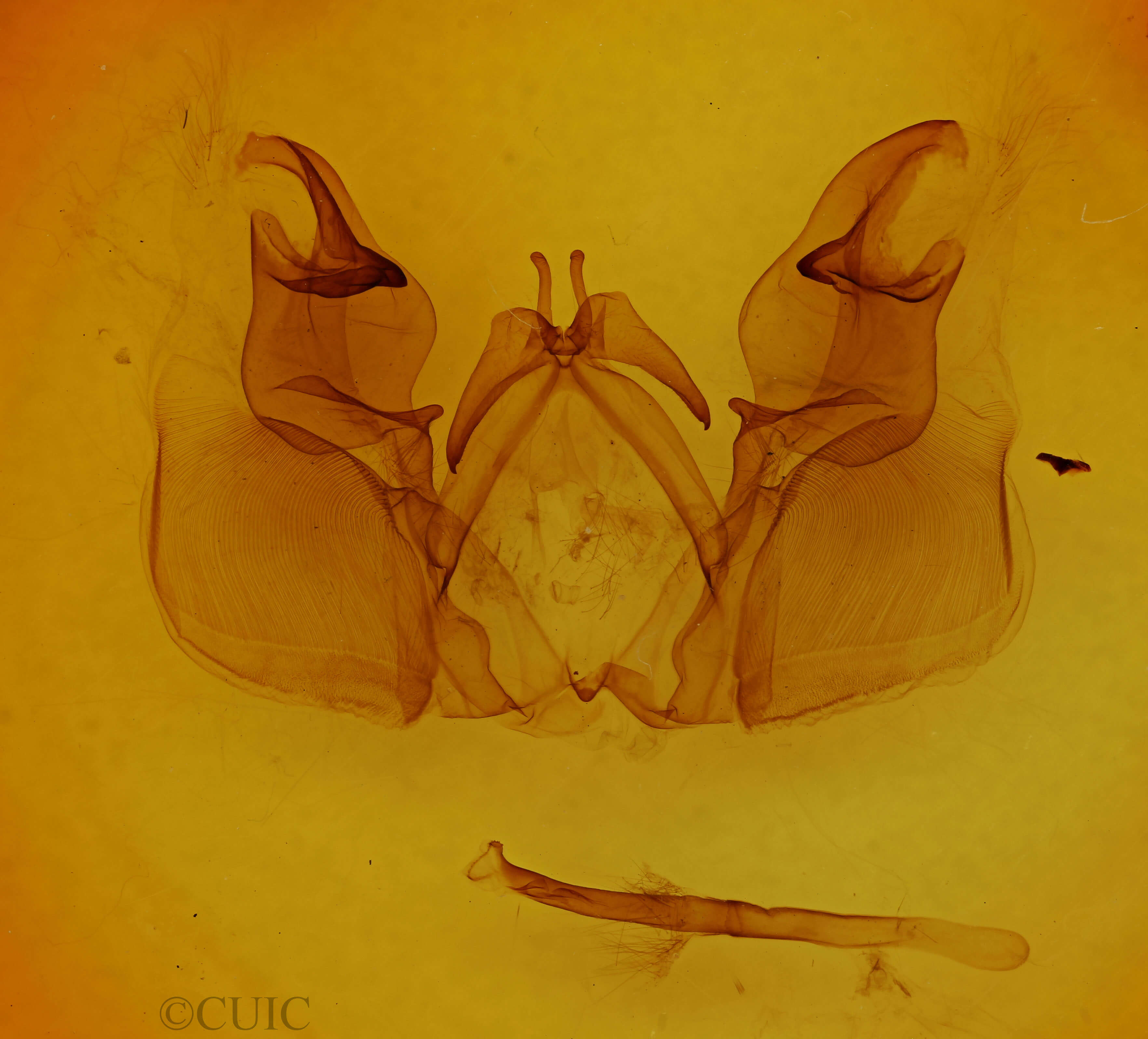 genitalia view of adult Hemiceras conspirata