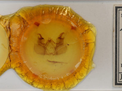 slide view of adult Hemiceras conspirata