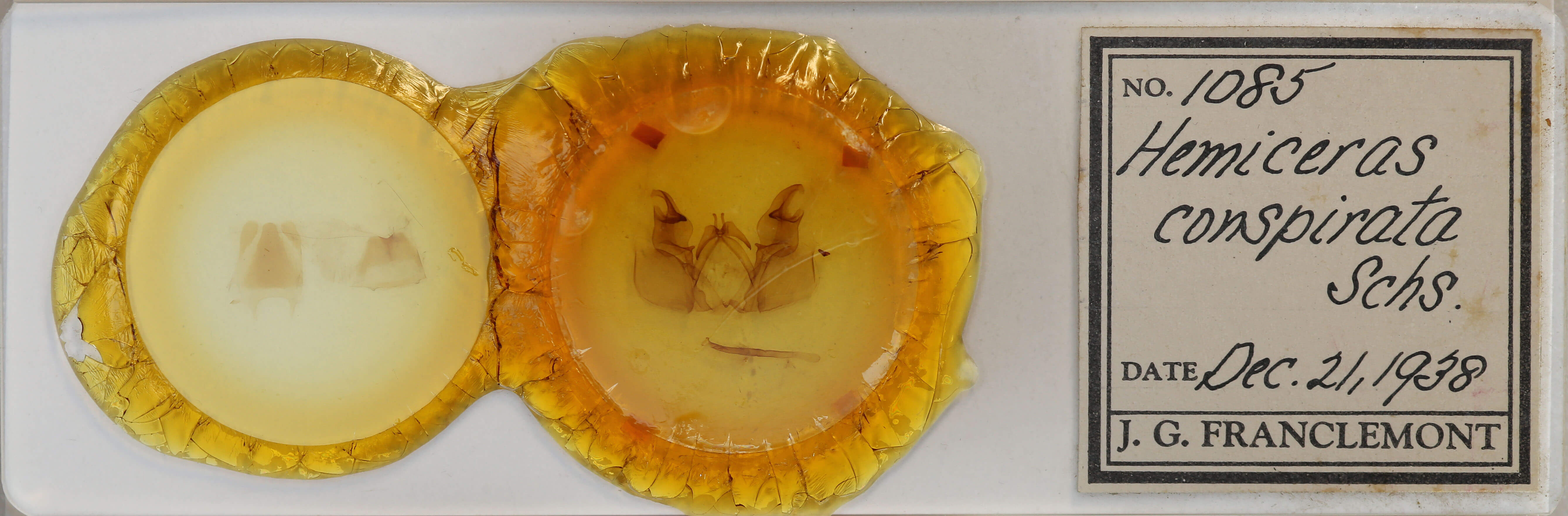 slide view of adult Hemiceras conspirata