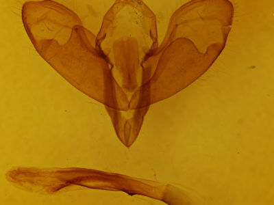 genitalia view of adult Lycophotia phyllophora