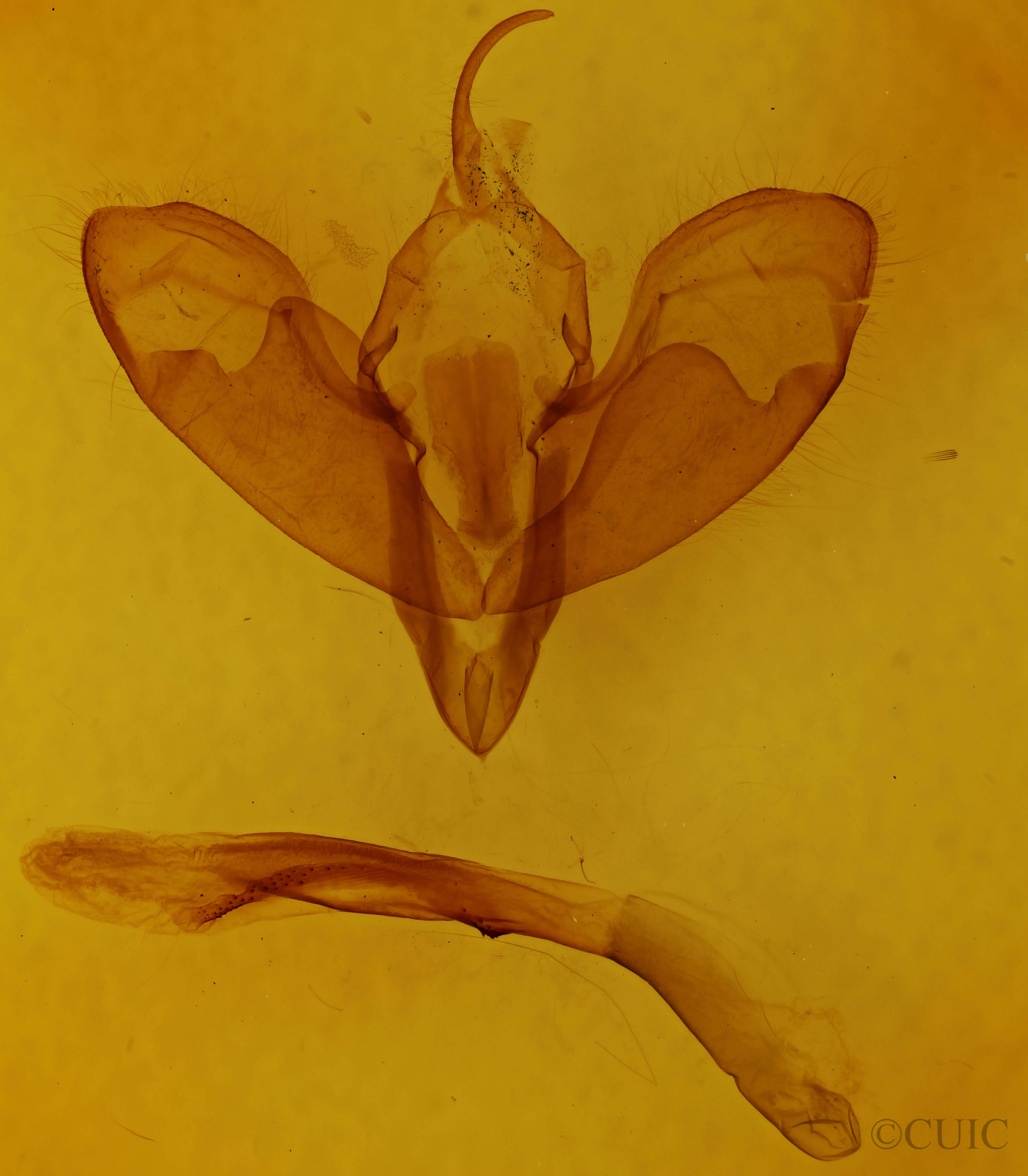 genitalia view of adult Lycophotia phyllophora