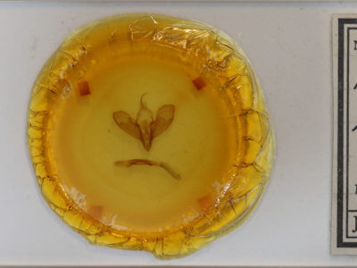 slide view of adult Lycophotia phyllophora