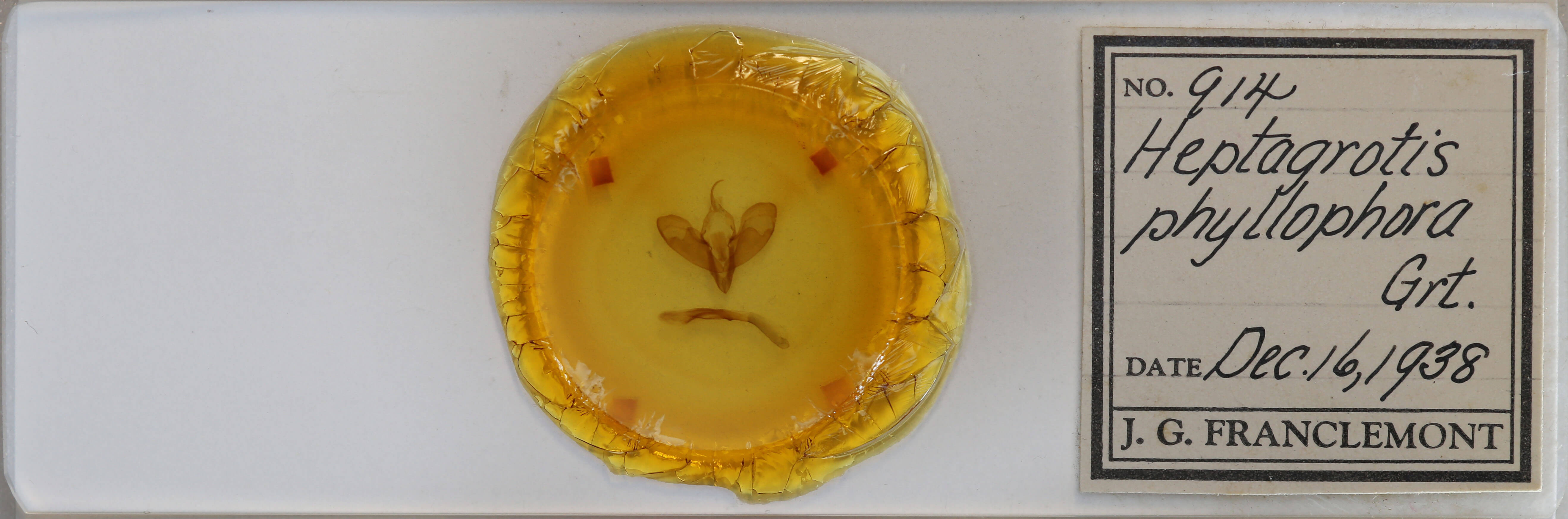 slide view of adult Lycophotia phyllophora