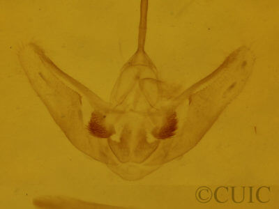 genitalia view of adult Heterophleps triguttaria