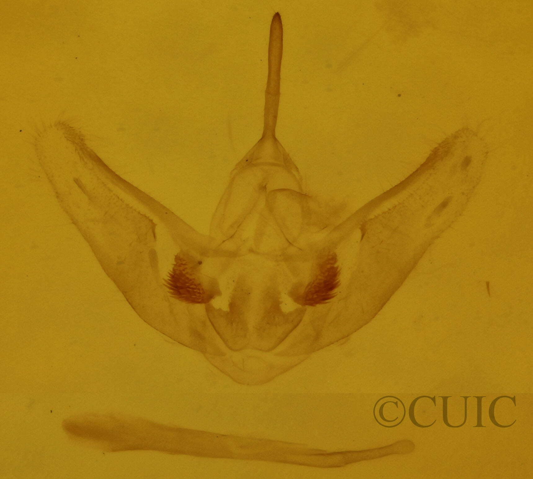 genitalia view of adult Heterophleps triguttaria