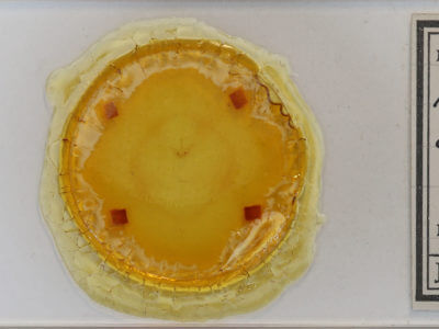 slide view of adult Heterophleps triguttaria