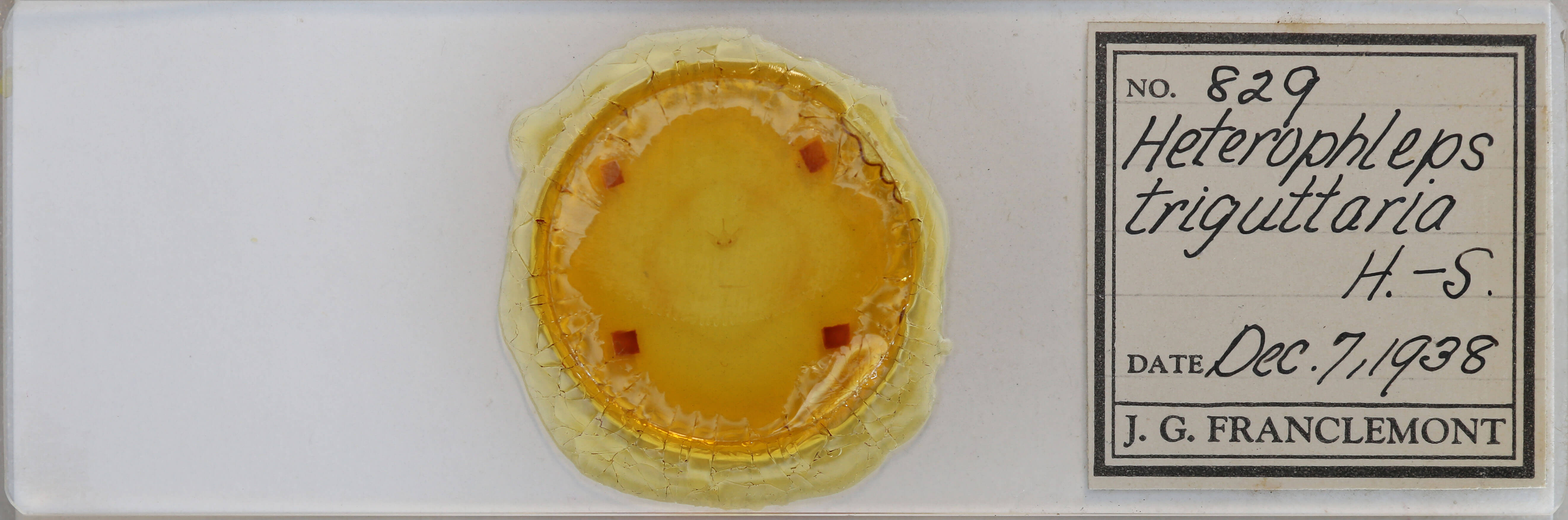 slide view of adult Heterophleps triguttaria