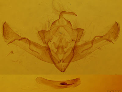 genitalia view of adult Homoglaea californica