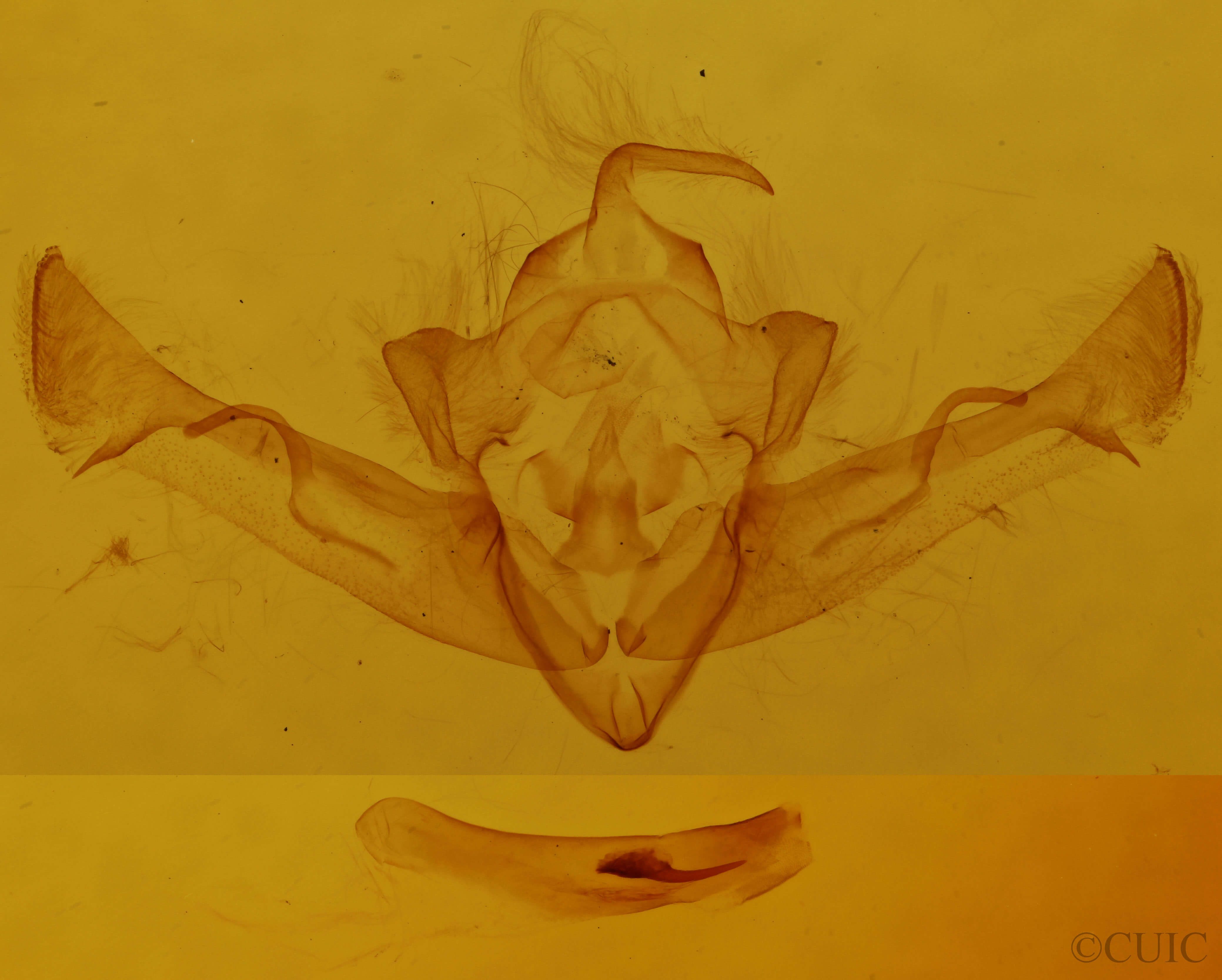 genitalia view of adult Homoglaea californica