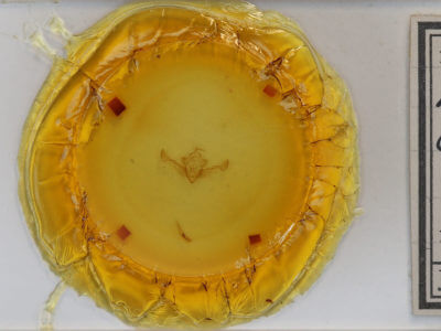 slide view of adult Homoglaea californica