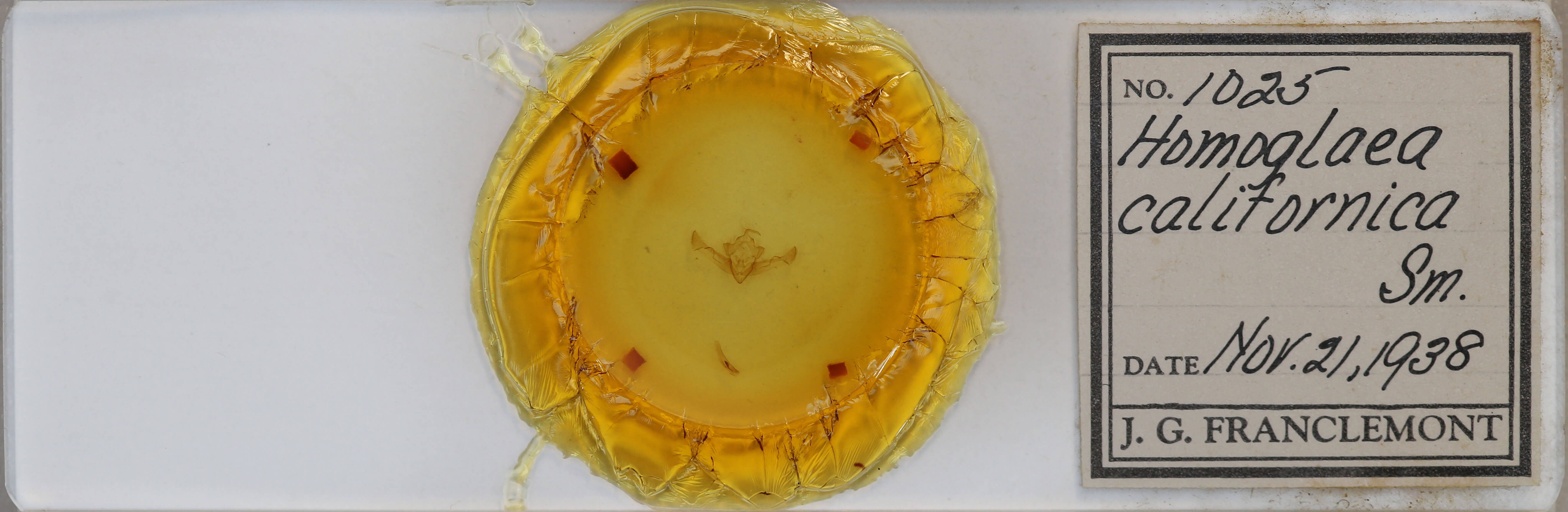 slide view of adult Homoglaea californica