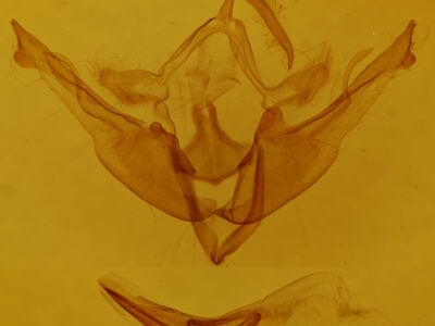 genitalia view of adult Homoglaea variegata
