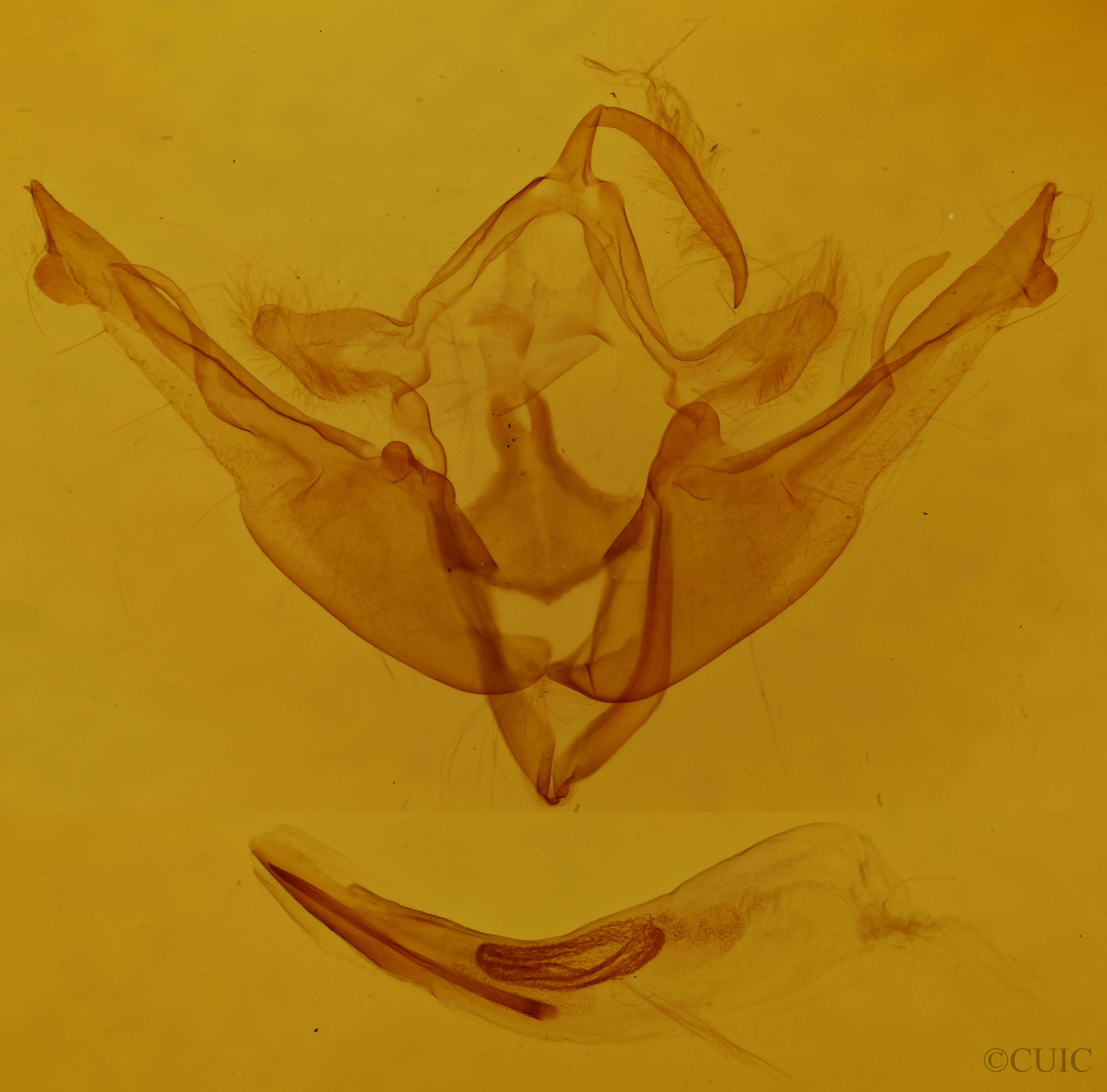 genitalia view of adult Homoglaea variegata