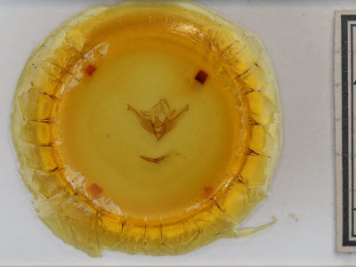 slide view of adult Homoglaea variegata