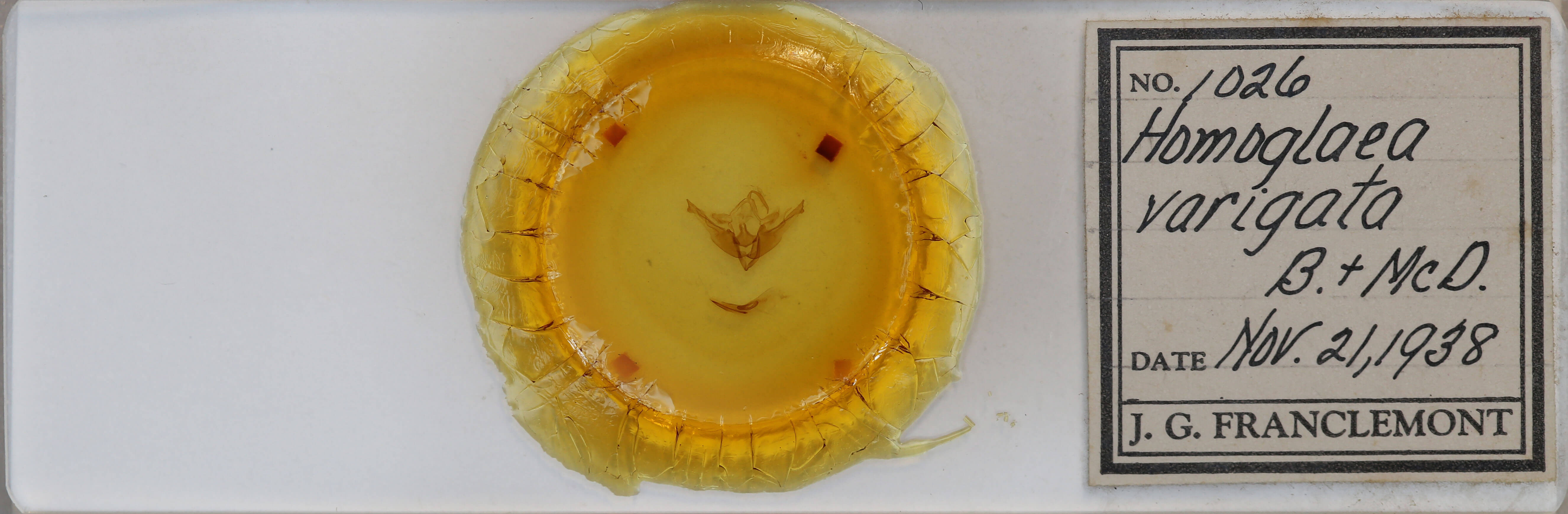 slide view of adult Homoglaea variegata