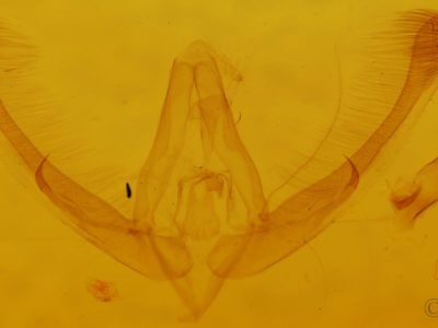 genitalia view of adult Homophoberia apicosa