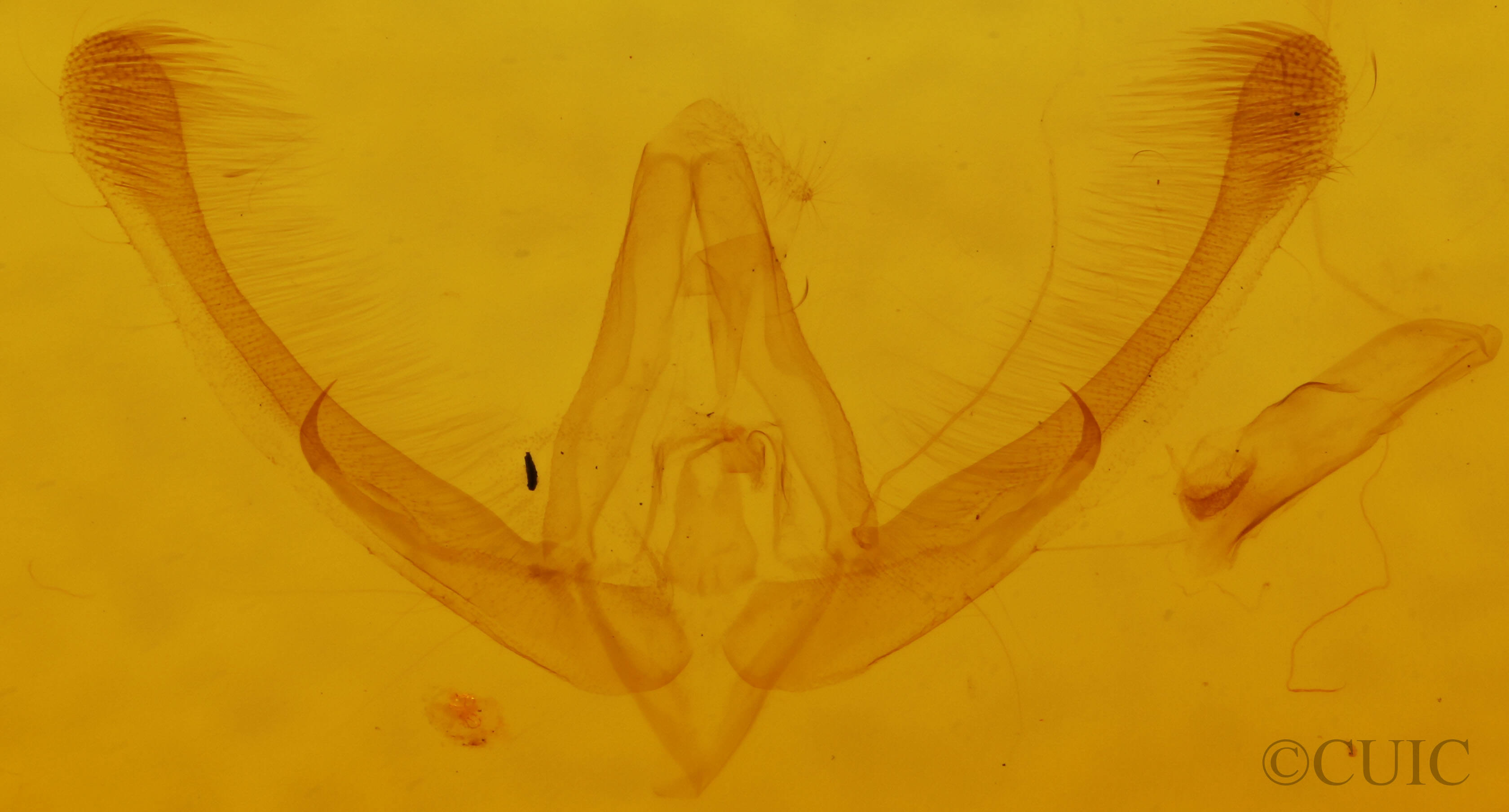genitalia view of adult Homophoberia apicosa