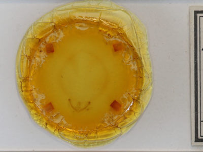 slide view of adult Homophoberia apicosa