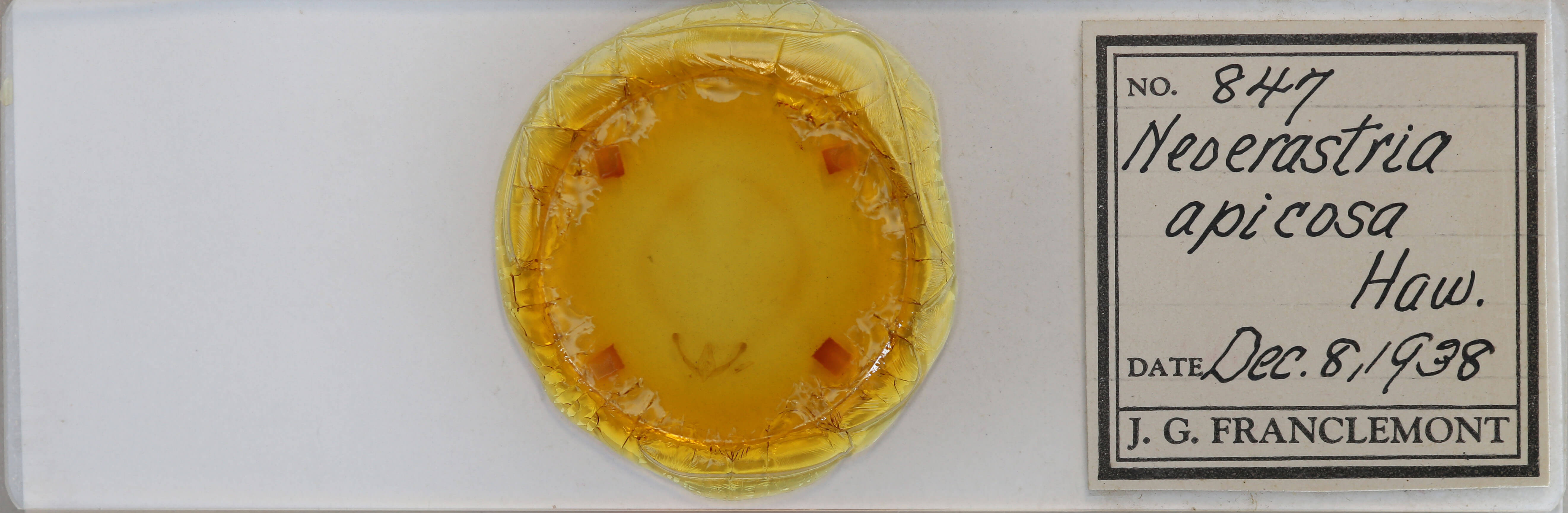 slide view of adult Homophoberia apicosa